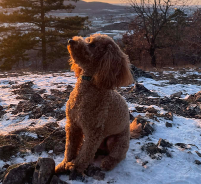 Webrolling jel / logó